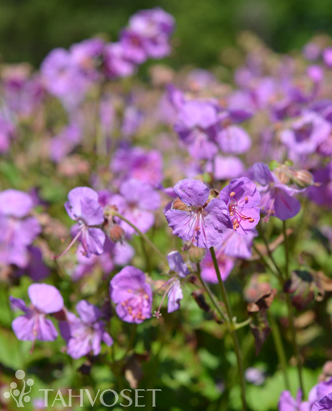 Tuotekuva karmina peittokurjenpolvi