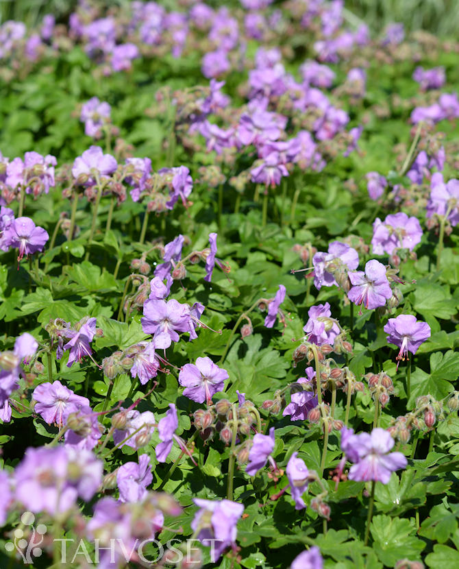 Tuotekuva karmina peittokurjenpolvi