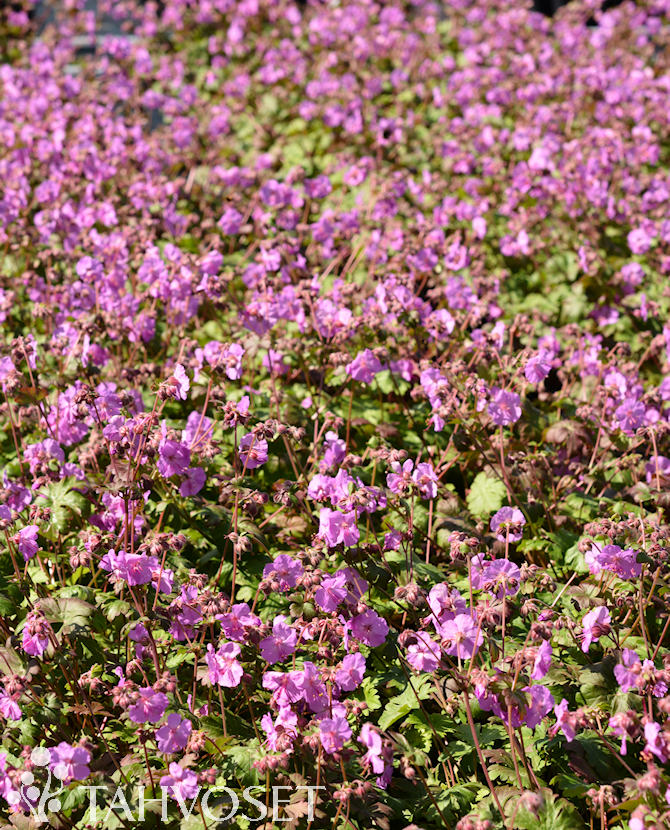 Tuotekuva karmina peittokurjenpolvi