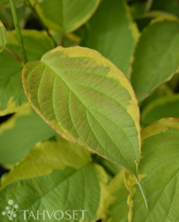 Tuotekuva keltakirjokanukka Gouchaultii