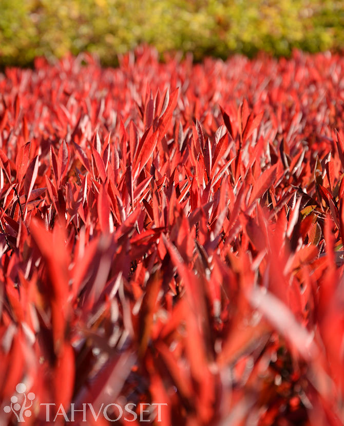 Tuotekuva lamohietakirsikka syysväri