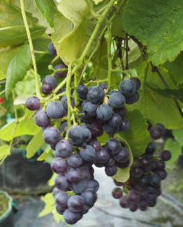 Tuotekuva Mars Seedless aitoviiniköynnös