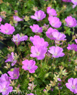 Tuotekuva Max Frei verikurjenpolvi