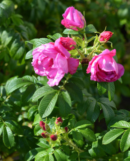 Tuotekuva pink_pavement_tarhakurtturuusu