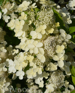 Tuotekuva Prim White syyshortensia