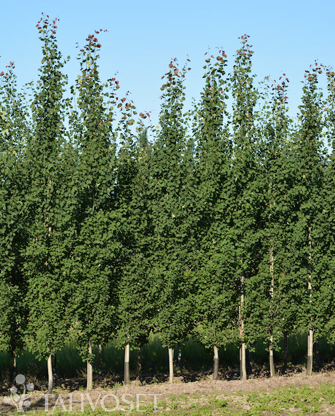 Tuotekuva pylväshaapa