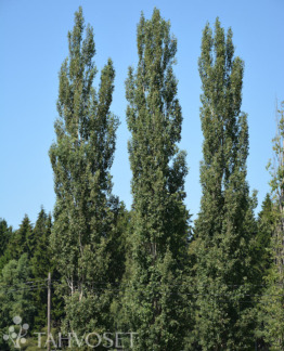 Tuotekuva pylväshaapa