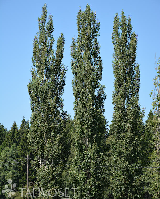 Tuotekuva pylväshaapa