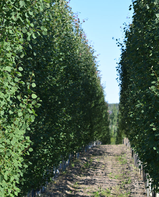 Tuotekuva pylväshaapa