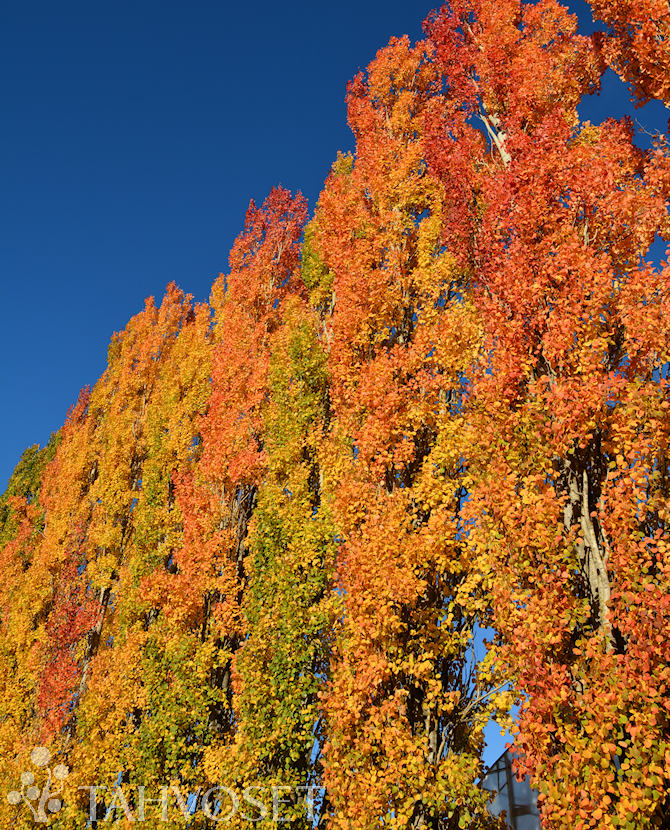 Tuotekuva pylväshaapa syysväri