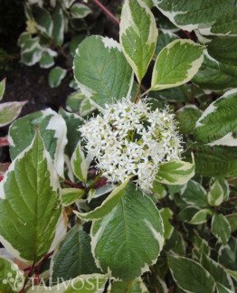 Tuotekuva sibirica variegata valkokirjokanukka