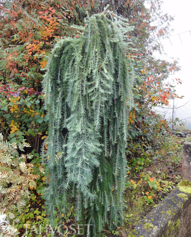 Tuotekuva Stiff Weeper japaninlehtikuusi