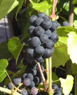 Tuotekuva Valiant tarhaojukkaviini