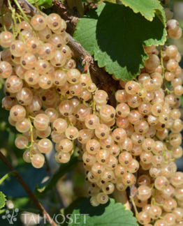 Tuotekuva Valkoinen Hollantilainen valkoherukka
