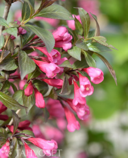 Tuotekuva Victoria komeakotakuusama