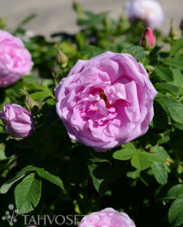 Tuotekuva Wasagaming tarhakurtturuusu