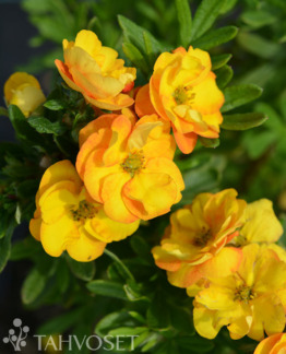 Tuotekuva MARMALADE™ PENSASHANHIKKI