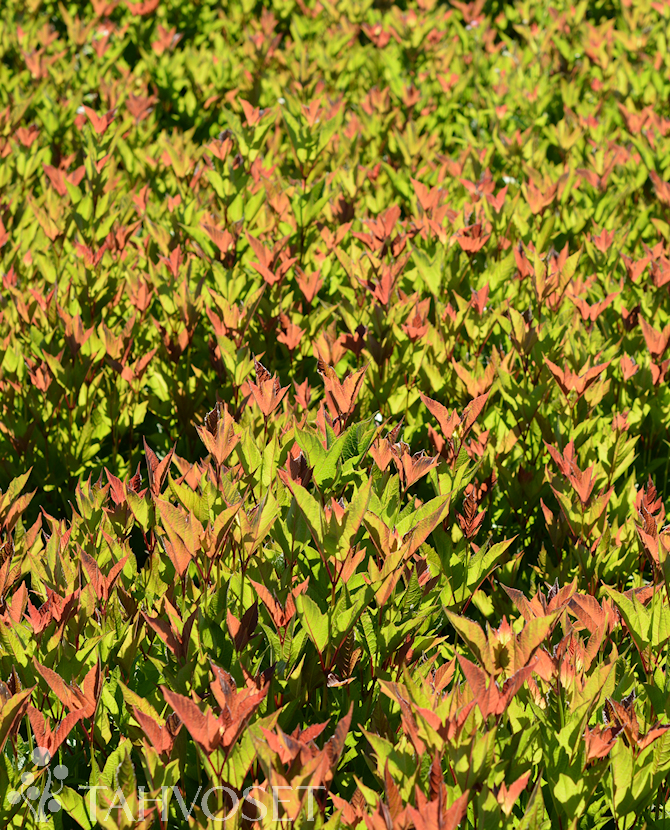 Tuotekuva Alfredo amerikanheisi