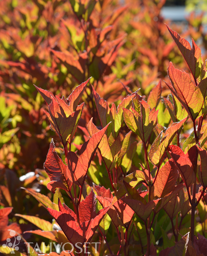 Tuotekuva Alfredo amerikanheisi