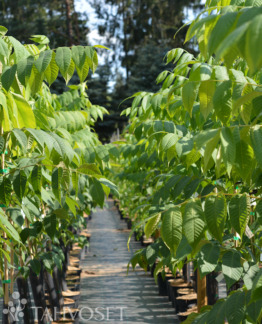 Tuotekuva amerikanjalopahkina