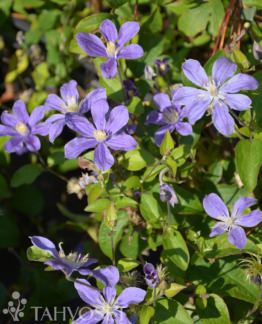Tuotekuva Arabella tarhakellokärhö