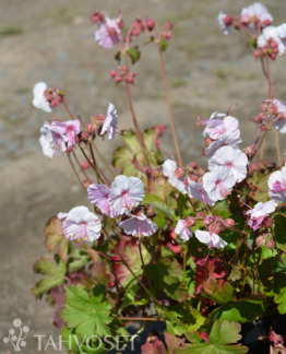 Tuotekuva Biokovo peittokurjenpolvi
