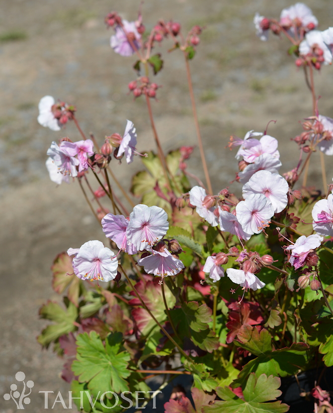 Tuotekuva Biokovo peittokurjenpolvi