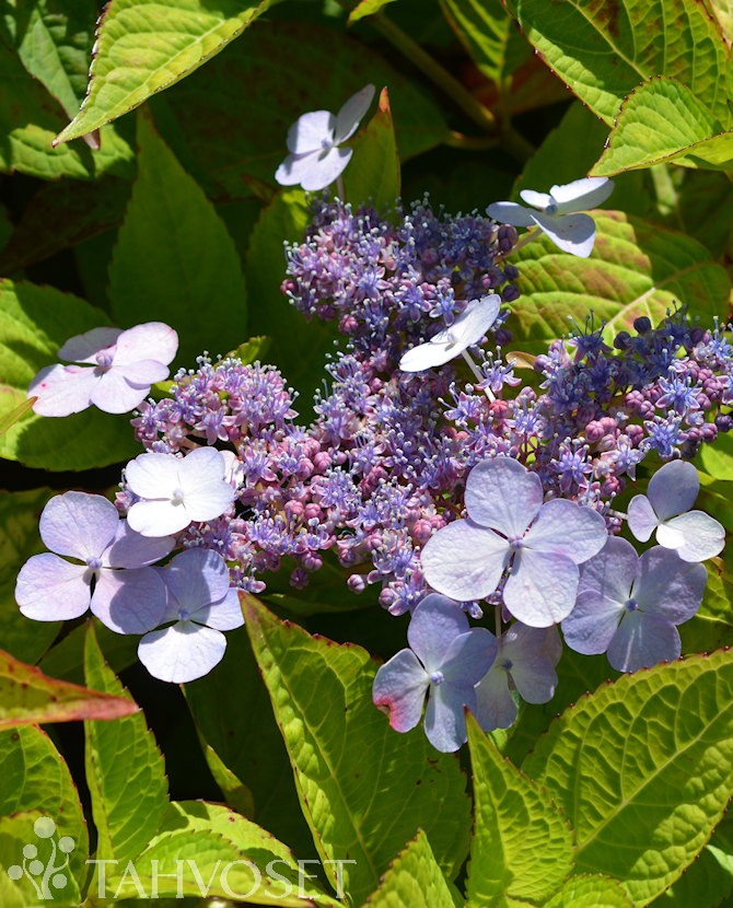 Tuotekuva Bluebird safiirihortensia