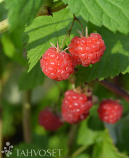 Tuotekuva Borgund vadelma