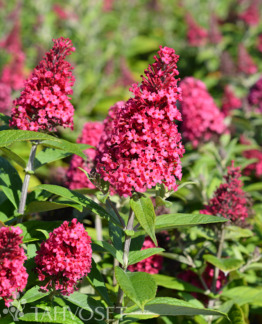 Tuotekuva Butterfly Candy Little Ruby syyssyrikka