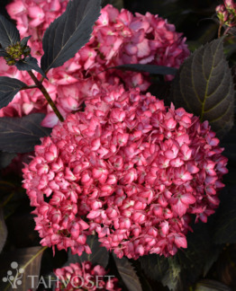 Tuotekuva Eclipse jalohortensia