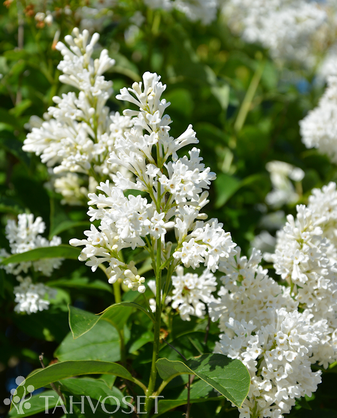 HOLGER ISABELLANSYREENI rung. FinE ; 150-250, At