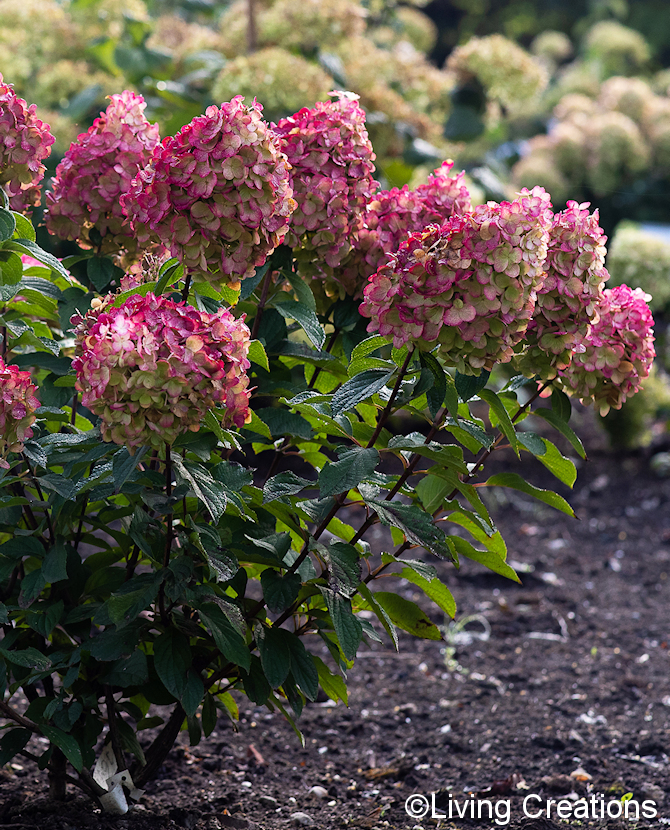 Tuotekuva Living Colourful Cocktail syyshortensia