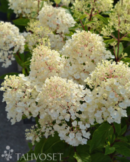 Tuotekuva Living Little Blossom syyshortensia