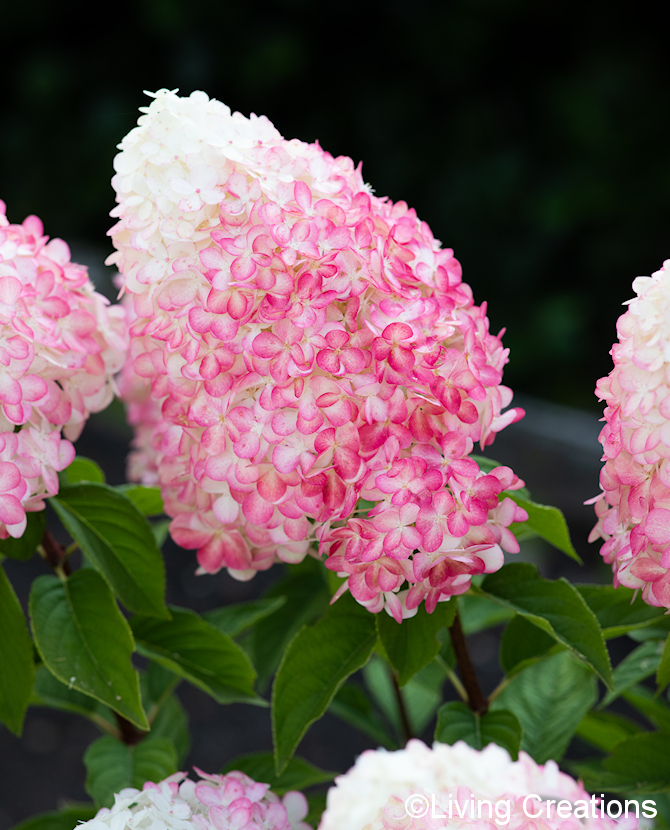 Tuotekuva Living Pink & Rose syyshortensia