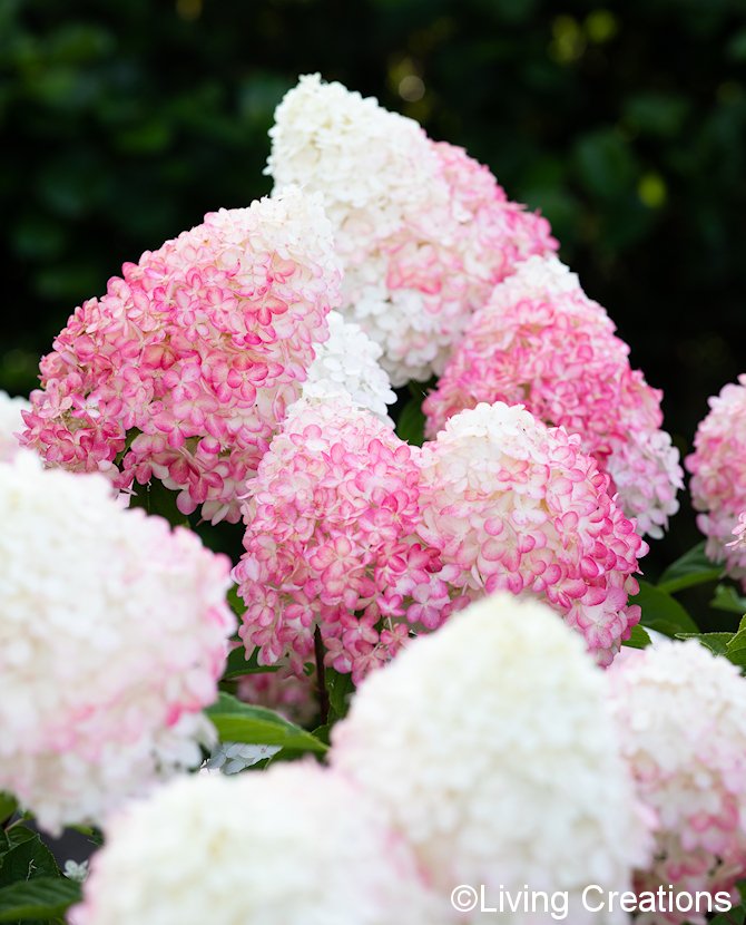 Tuotekuva Living Pink & Rose syyshortensia