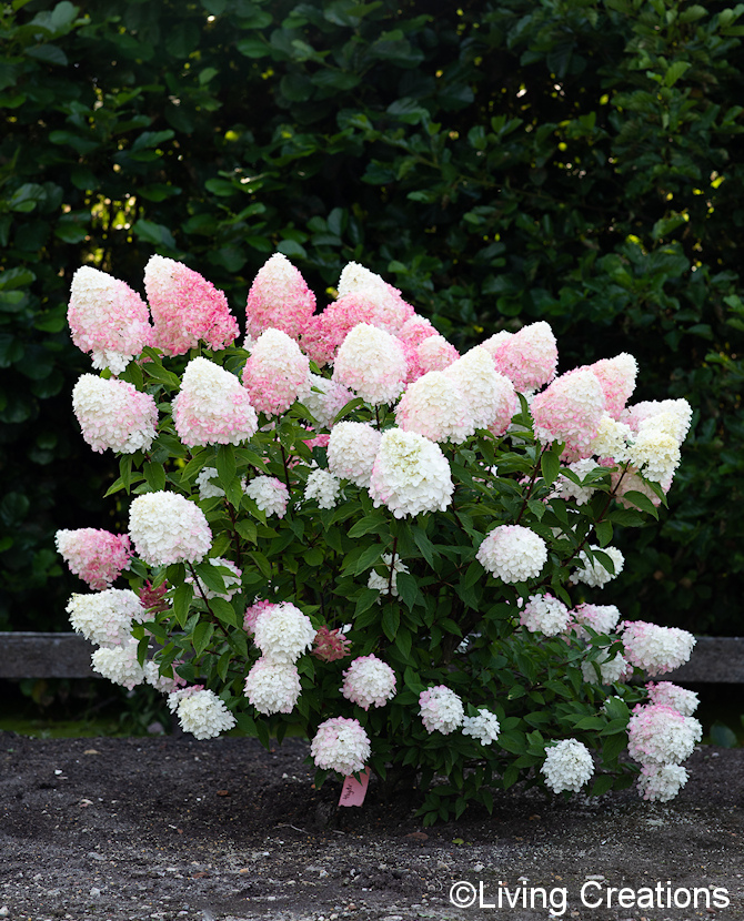 Tuotekuva Living Pink & Rose syyshortensia