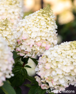 Tuotekuva Living Pinky Promise syyshortensia