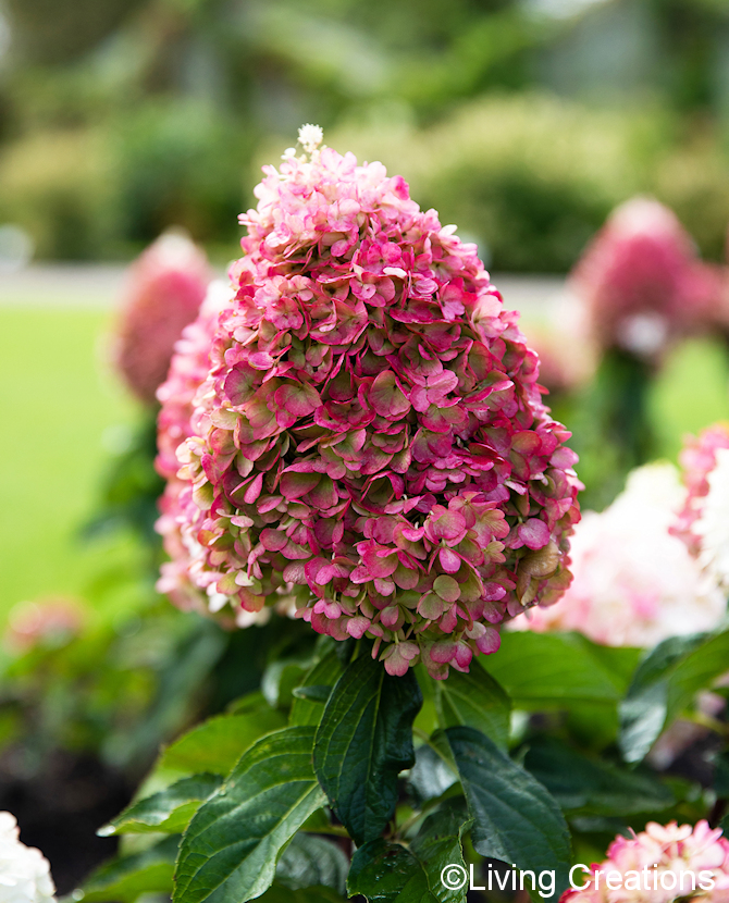 Tuotekuva Living Pinky Promise syyshortensia