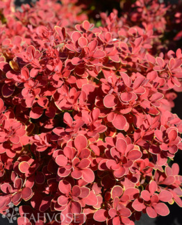 Tuotekuva Red Hot Chili purppurahappomarja