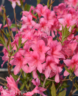 Tuotekuva Rosy Lights Revontuliatsalea