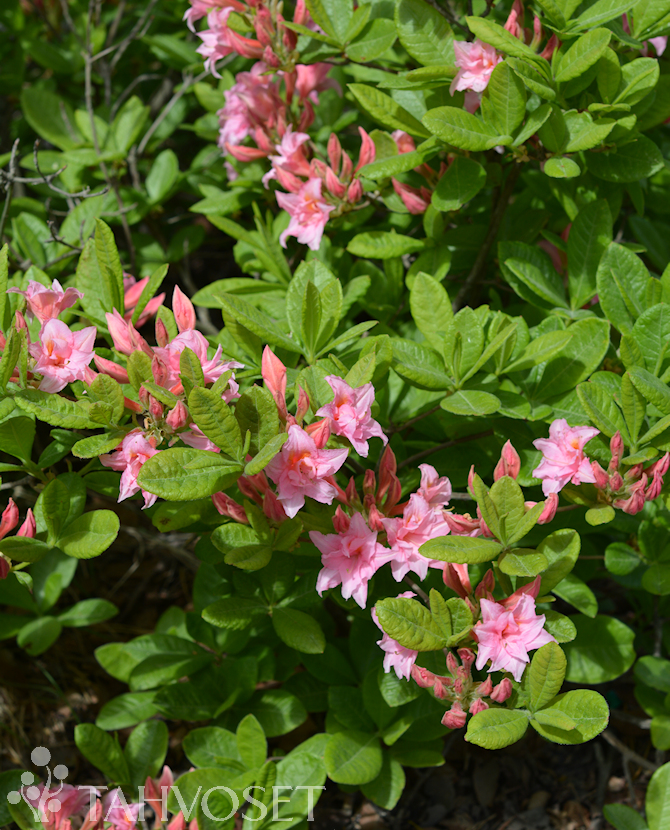 Tuotekuva Ruususen Uni atsalea Fine