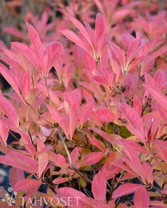 Tuotekuva Ruususen Uni atsalea Fine