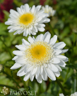 Tuotekuva Sunny Side Up päivänkakkara