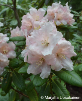 Tuotekuva Terta alppiruusu