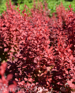 Tuotekuva Venice purppurahappomarja