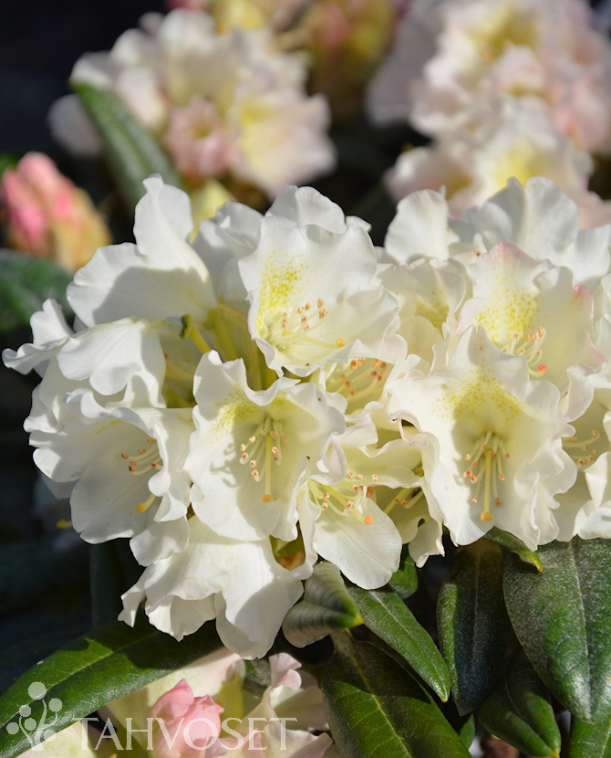 Tuotekuva Kullervo alppiruusu FinE