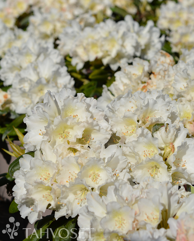 Tuotekuva Kullervo alppiruusu FinE