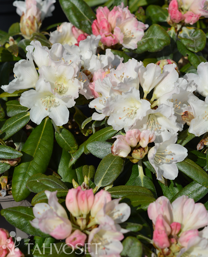 Tuotekuva Kullervo alppiruusu FinE