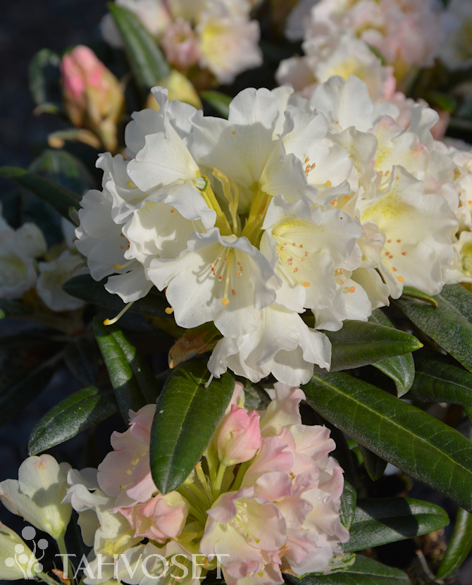 Tuotekuva Kullervo alppiruusu FinE